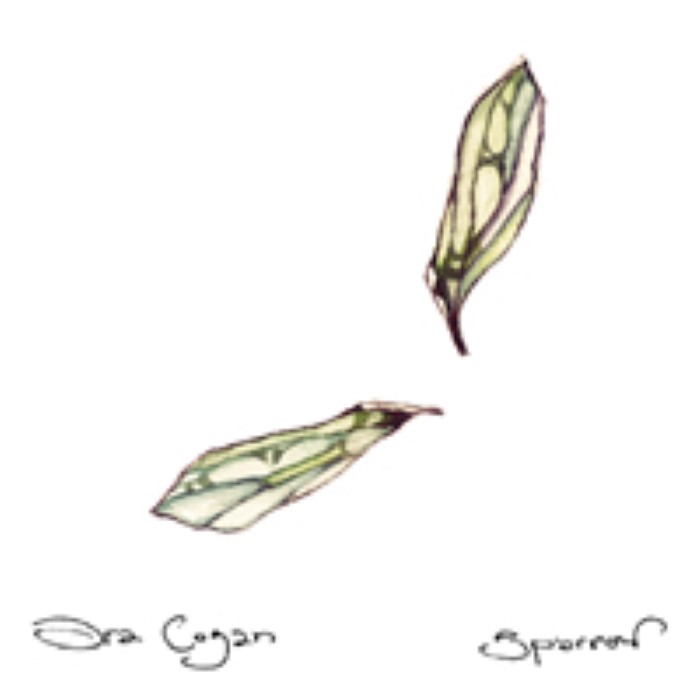 Sparrow cover