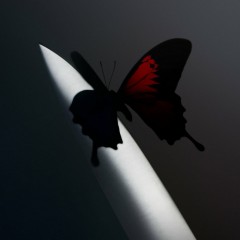 Album Thumb