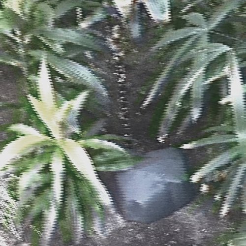 Lost Jungle album thumb