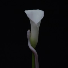 Album Thumb