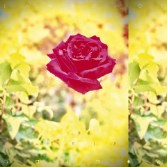 Album Thumb