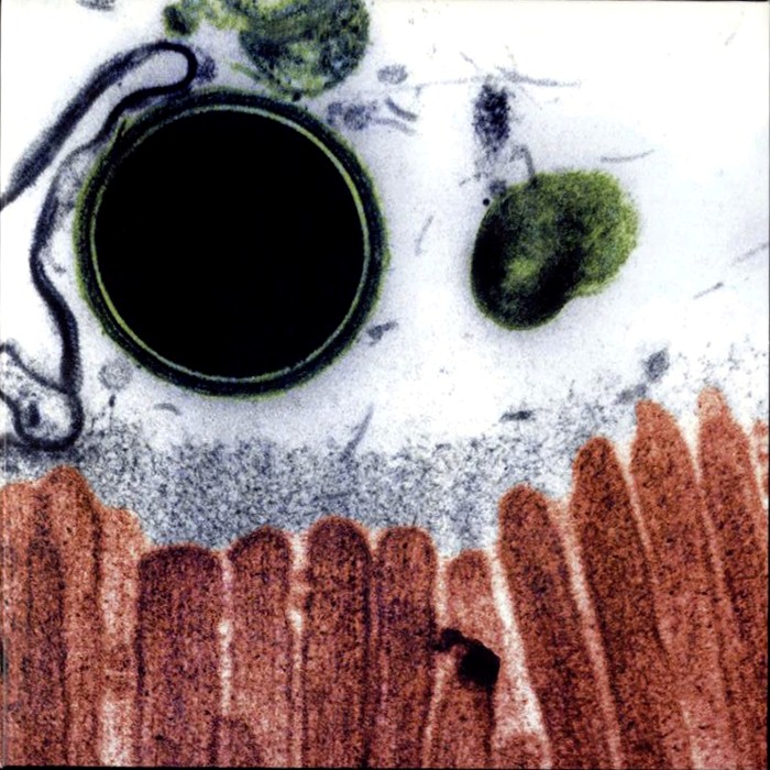 cell. cover