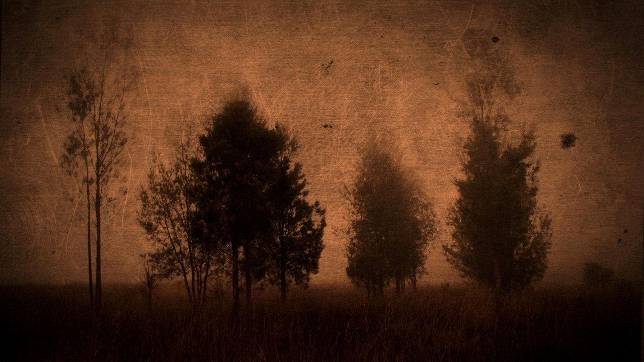 If These Trees Could Talk — Photo