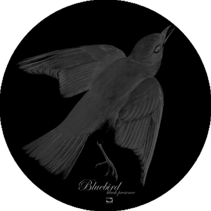 Bluebird — Photo